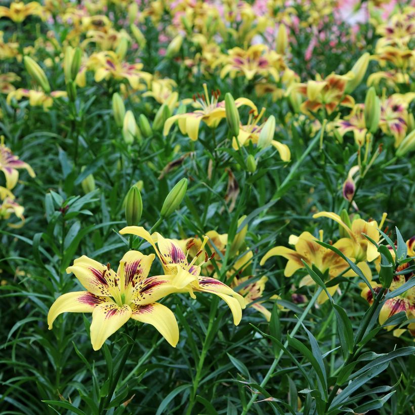 Lilium Pieton - Asiatic lily (Plant habit)