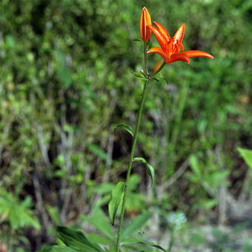 Lilium tsingtauense - Lily (Plant habit)