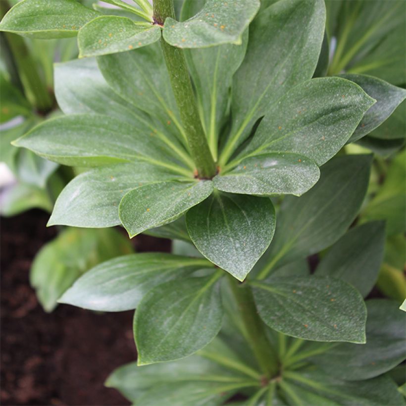Lilium Pink Morning (Foliage)