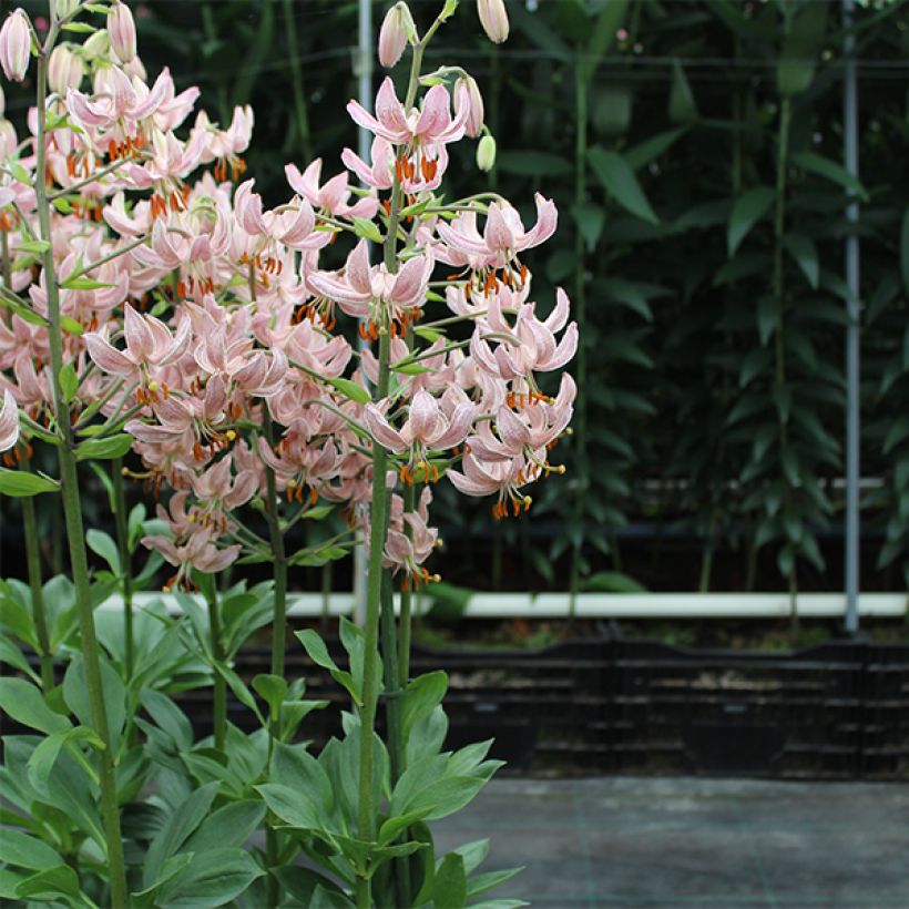 Lilium Pink Morning (Plant habit)