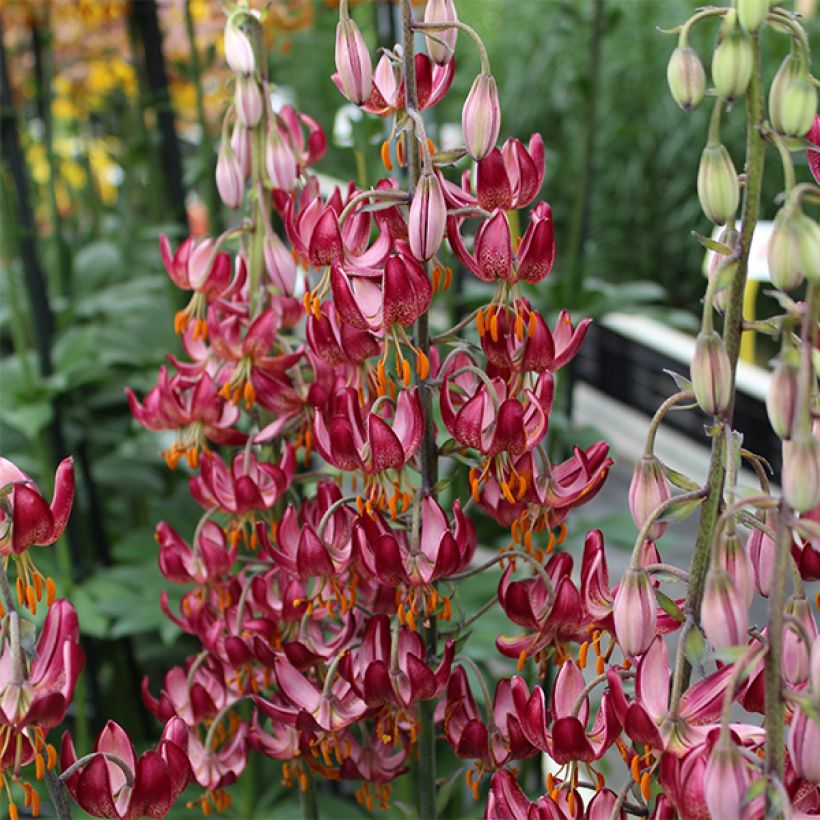 Lilium Russian Morning - Lily (Flowering)