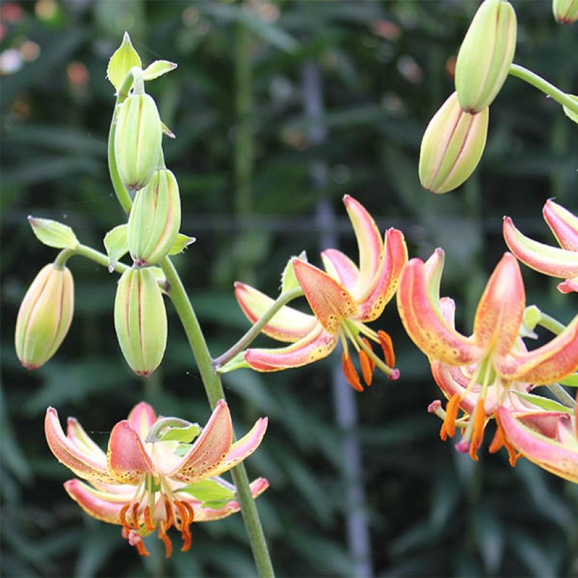 Lilium Slate's Morning (Flowering)
