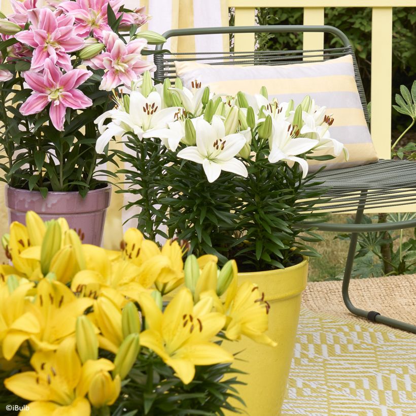 Lilium Gwen - Asiatic lily (Plant habit)