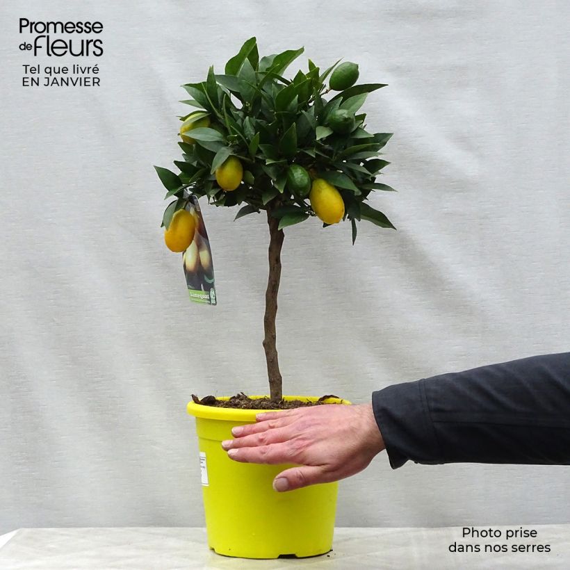 Citrus x floridana - Limequat Citrus Tree 4L/5L pot, Quarter standard sample as delivered in winter