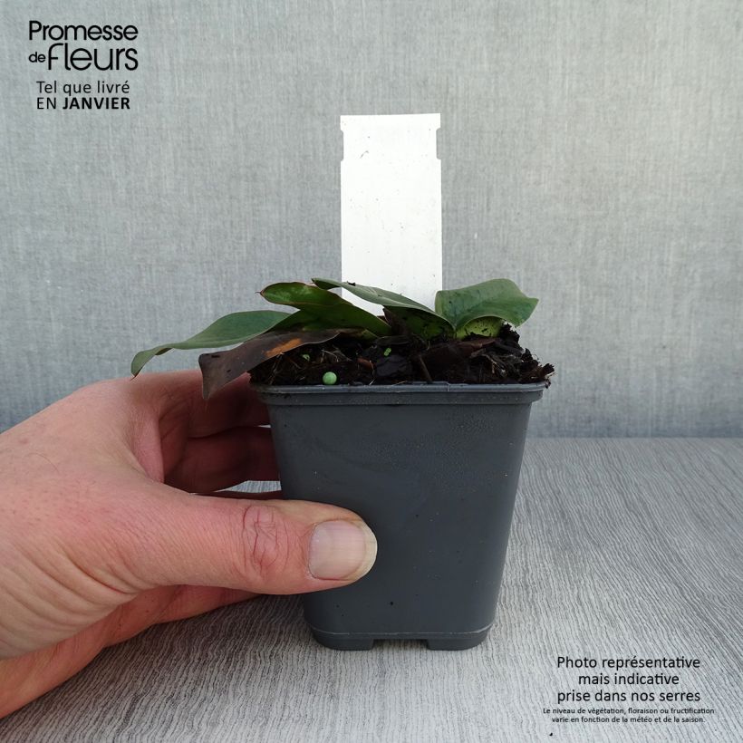 Limonium gmelinii subsp. hungaricum 8/9 cm pot sample as delivered in winter