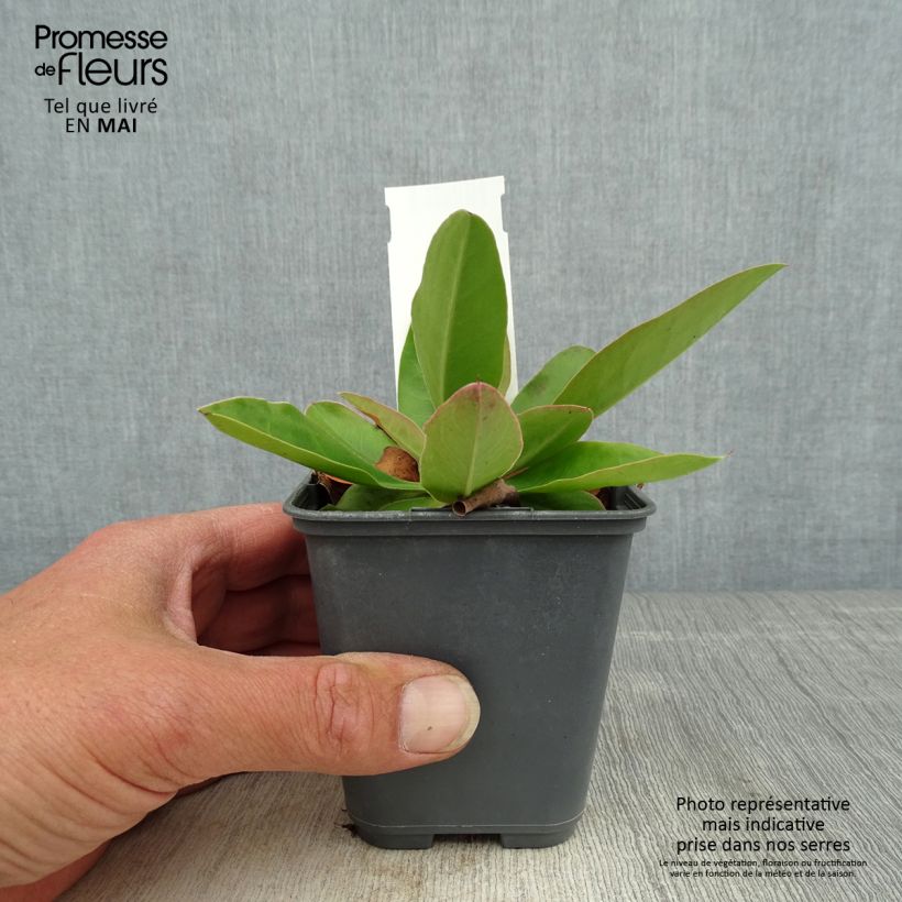 Limonium gmelinii subsp. hungaricum 8/9 cm pot sample as delivered in spring