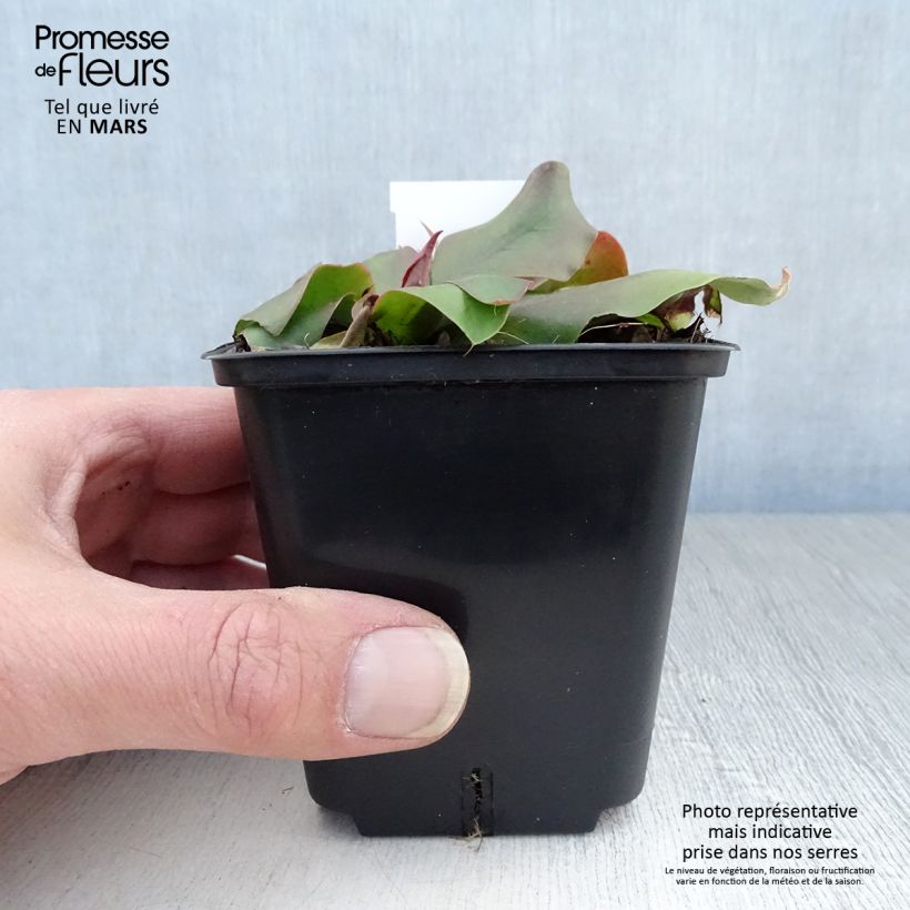 Limonium platyphyllum 8/9 cm pot sample as delivered in spring