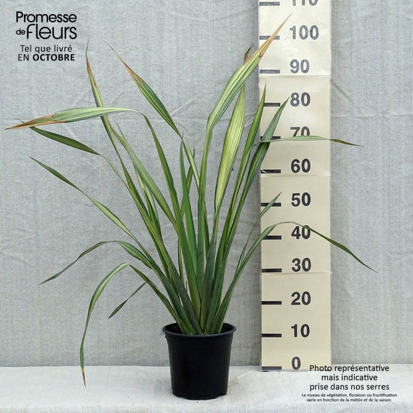 Phormium tenax Apricot Queen - New Zealand Flax 3L/4L pot sample as delivered in autumn