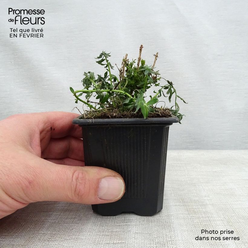 Linaria purpurea Peachy 8/9 cm pot sample as delivered in winter