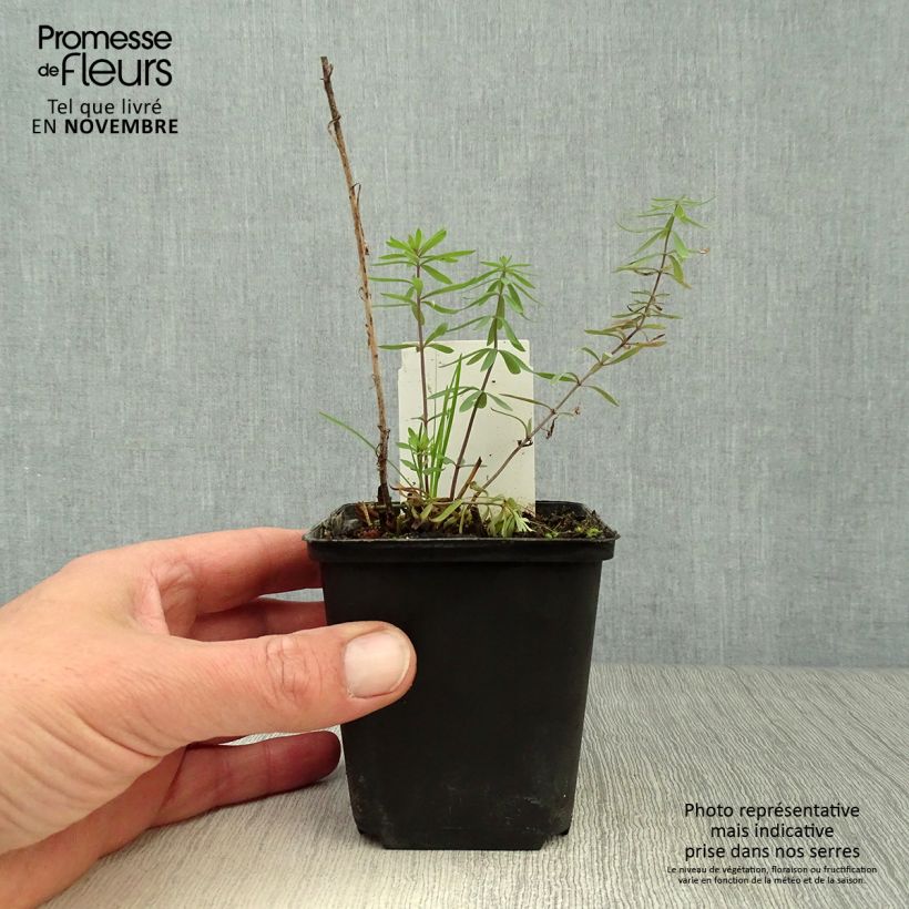 Linaria purpurea 8/9 cm pot sample as delivered in autumn