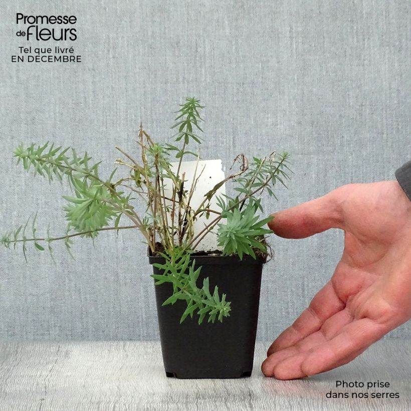 Linaria purpurea 8/9 cm pot sample as delivered in winter