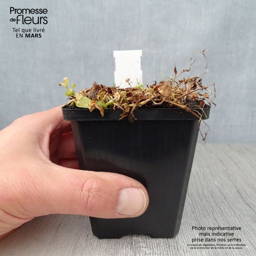 Lindernia grandiflora 8/9 cm pot sample as delivered in spring