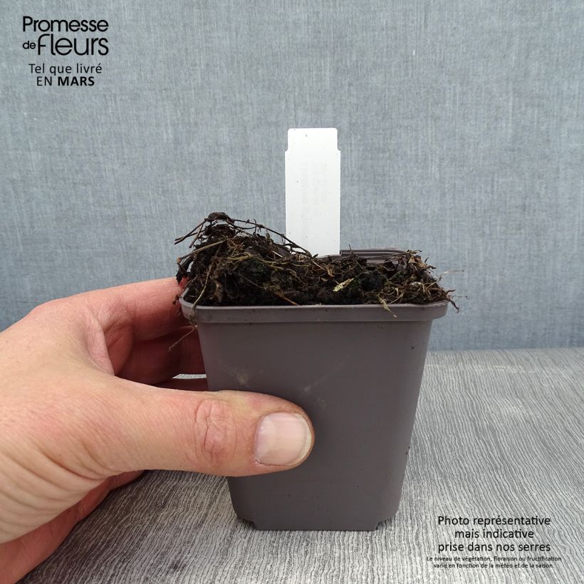 Lindernia grandiflora 8/9 cm pot sample as delivered in winter