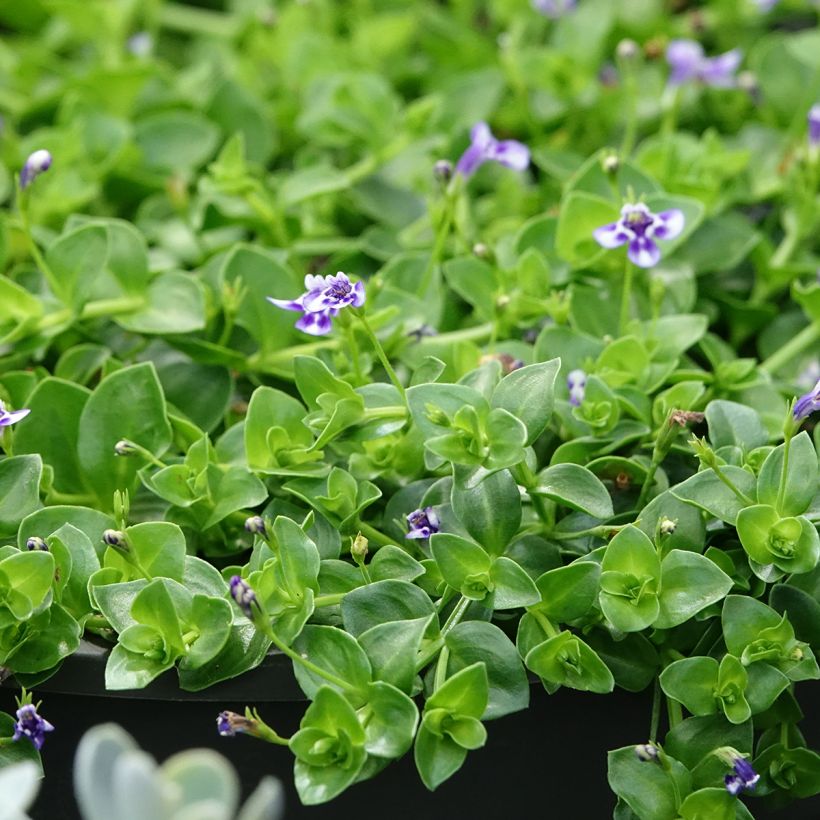 Lindernia grandiflora (Foliage)