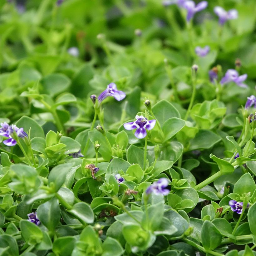 Lindernia grandiflora (Flowering)