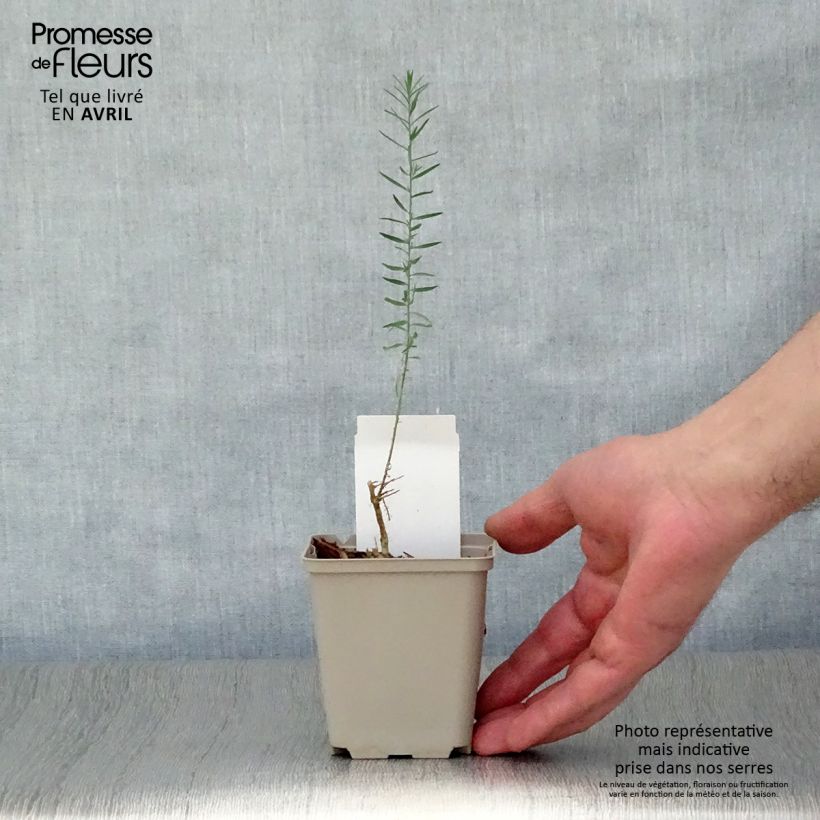 Linum perenne - Perennial Flax 7/8 cm pot sample as delivered in spring