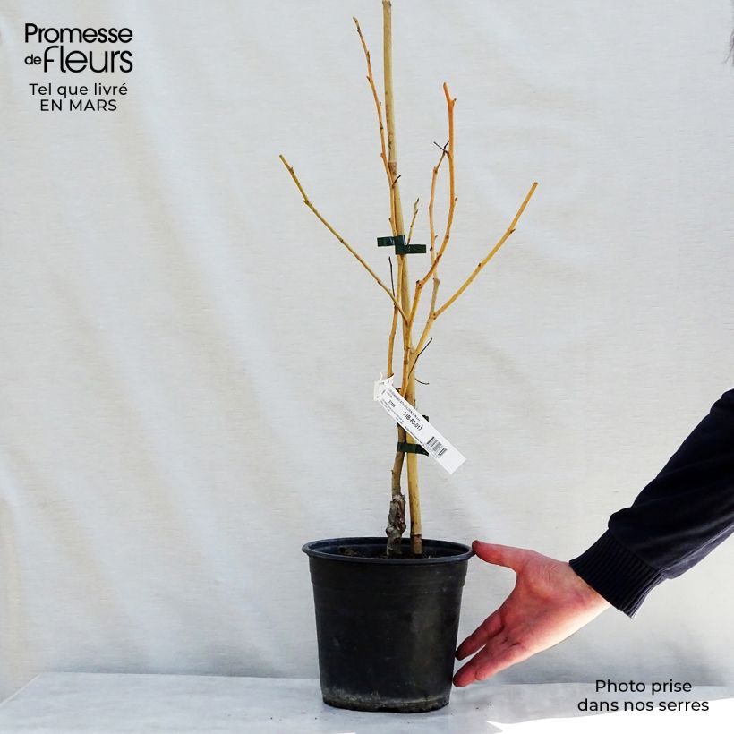 Liquidambar styraciflua Golden Sun - American Sweetgum 4L/5L pot sample as delivered in spring