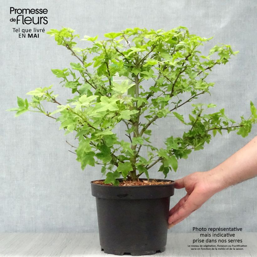 Liquidambar styraciflua Gum Ball - American Sweetgum 4L/5L pot sample as delivered in spring