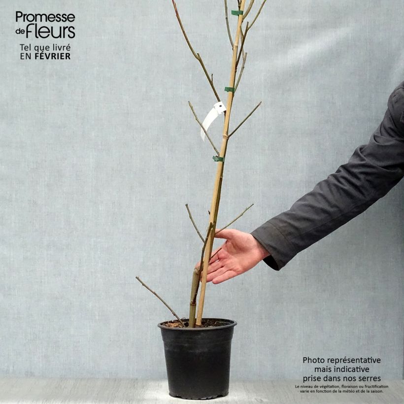 Liquidambar styraciflua Lane Roberts - American Sweetgum 2L/3L pot sample as delivered in winter