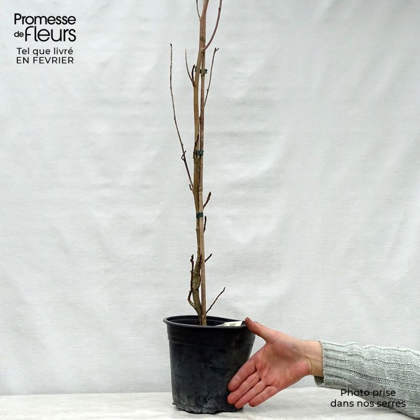 Liquidambar styraciflua Slender Silhouette - American Sweetgum 4L/5L pot sample as delivered in winter