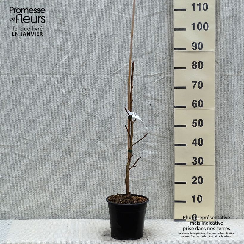 Liquidambar styraciflua Thea - American Sweetgum 4L/5L pot sample as delivered in winter