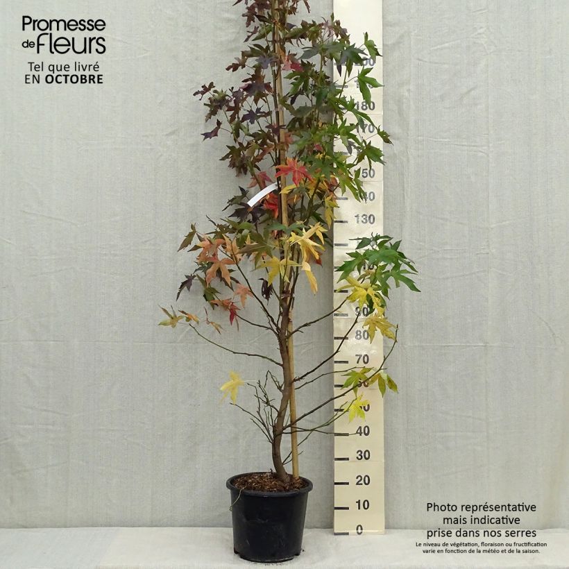 Liquidambar styraciflua Worplesdon - American Sweetgum 7.5L/10L pot sample as delivered in autumn