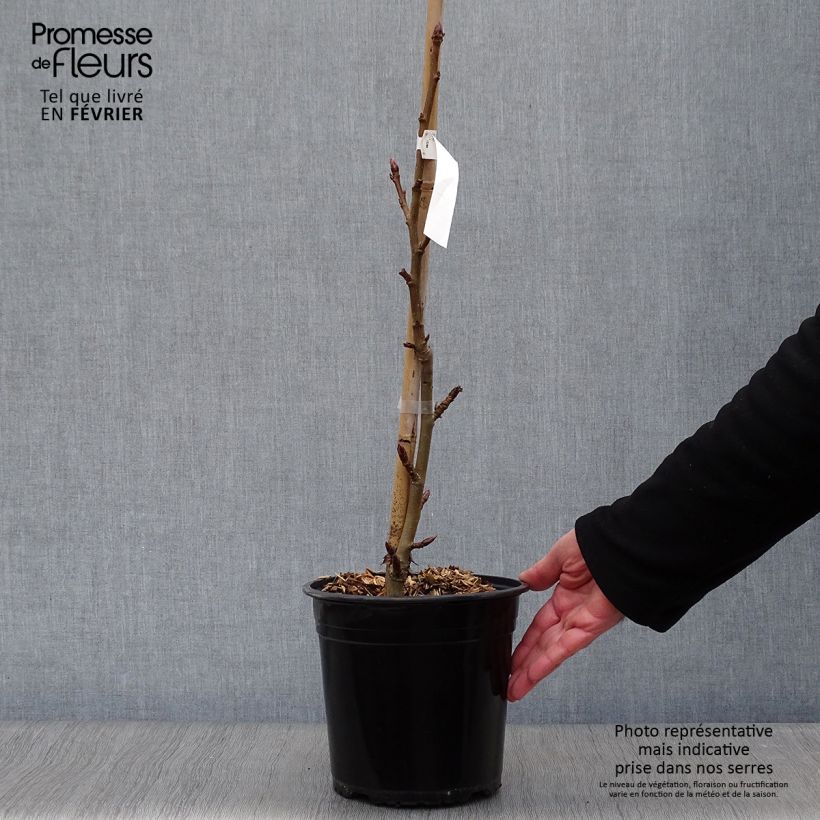 Liquidambar styraciflua Worplesdon - American Sweetgum 4L/5L pot sample as delivered in winter