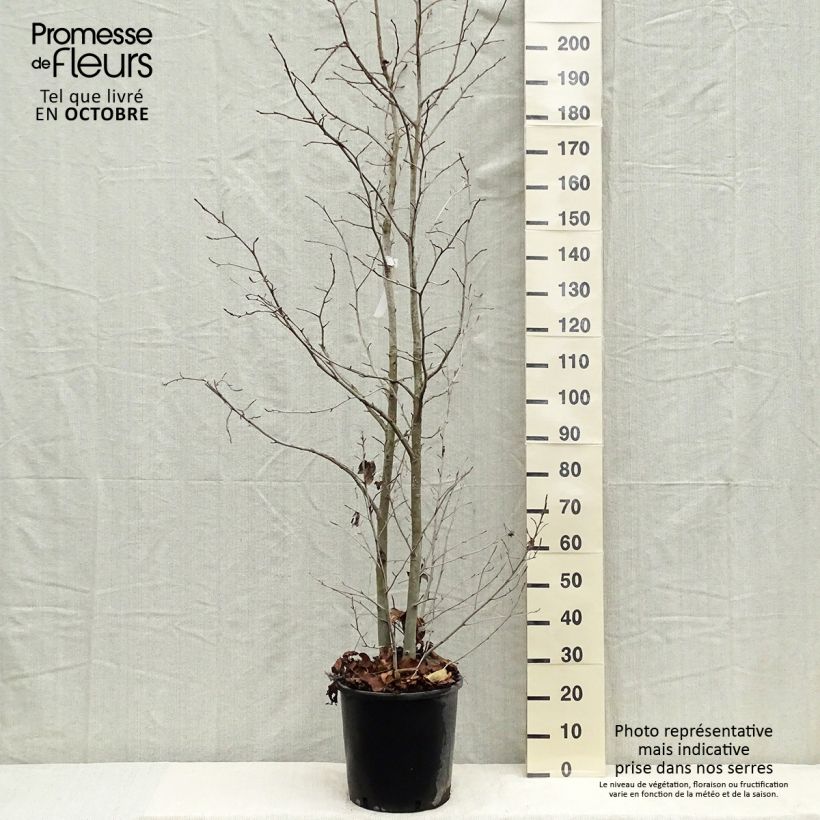 Liquidambar styraciflua - American Sweetgum 7.5L/10L pot sample as delivered in autumn