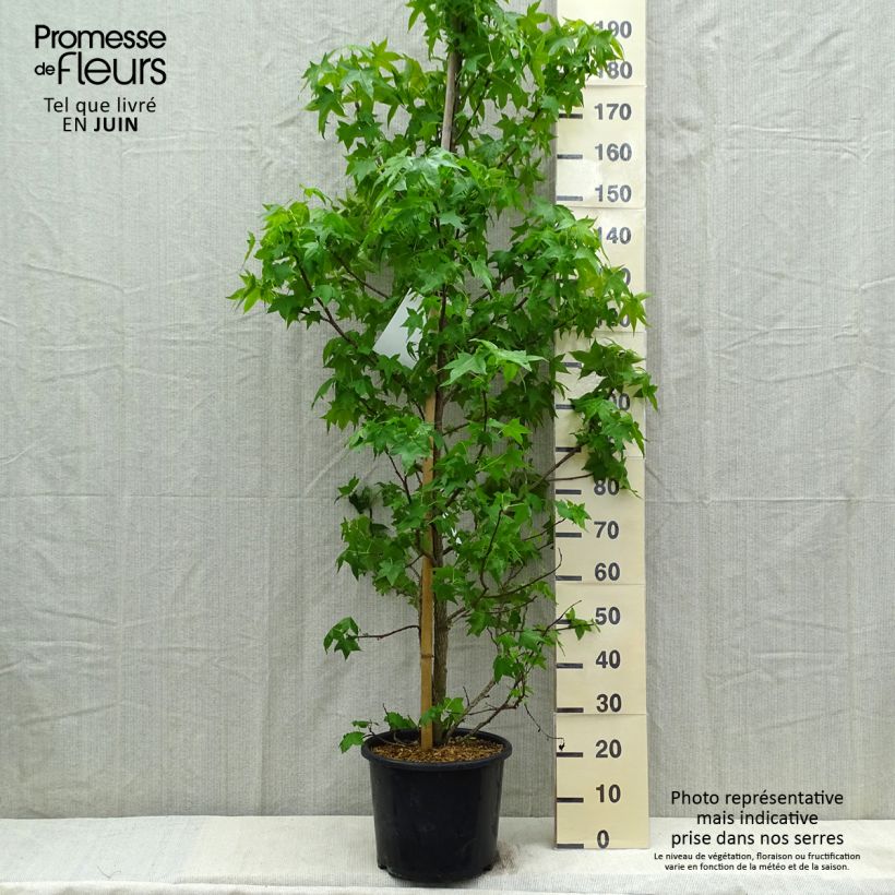 Liquidambar styraciflua - American Sweetgum 7.5L/10L pot sample as delivered in spring