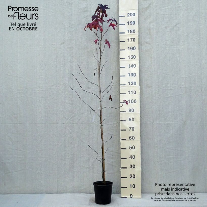 Liquidambar styraciflua - American Sweetgum 3L/4L pot sample as delivered in autumn