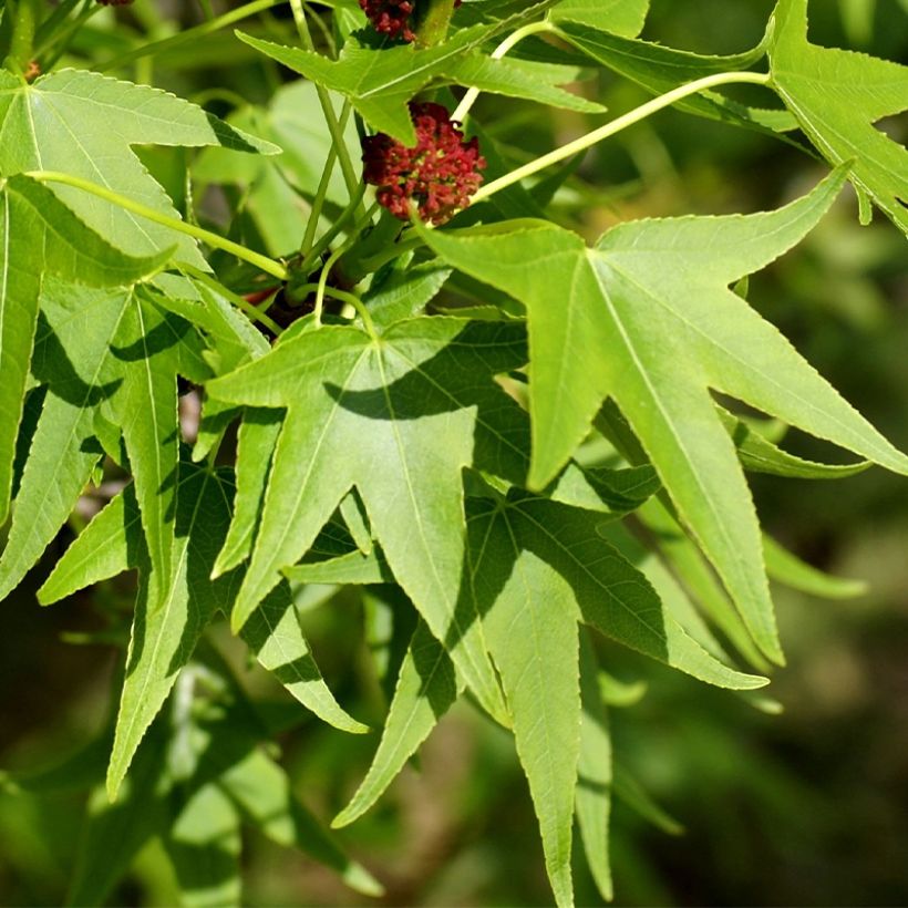 Liquidambar styracyflua Stella - American Sweetgum (Foliage)
