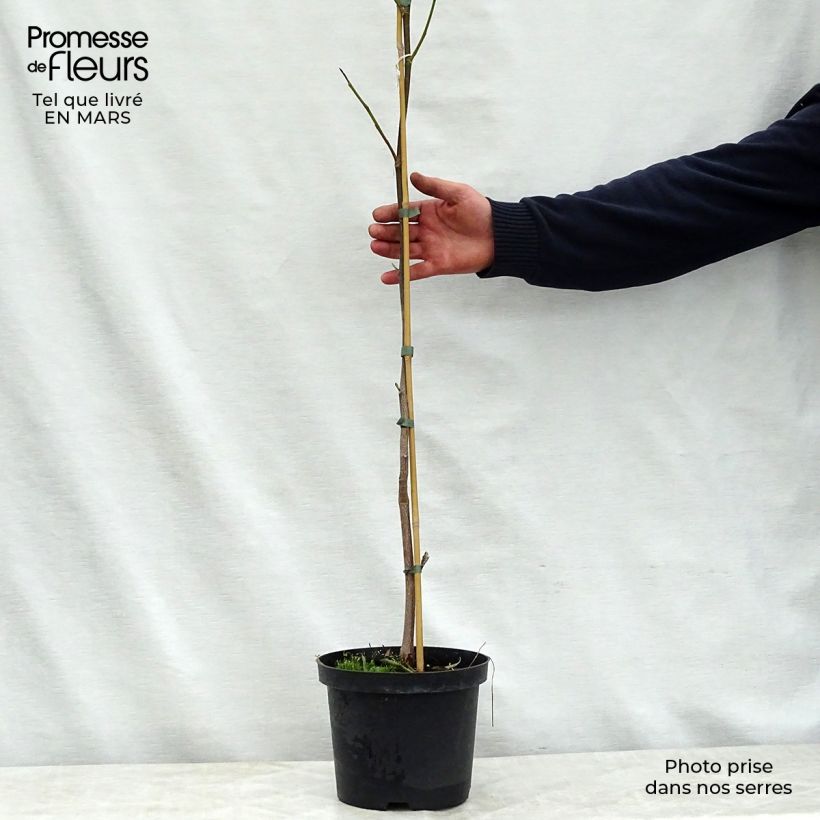 Liriodendron tulipifera Aureomarginatum - Tulip Tree 3L/4L pot sample as delivered in spring
