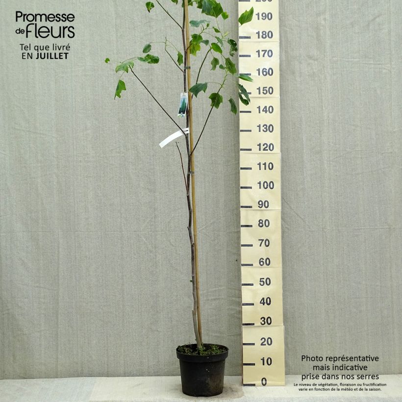 Liriodendron tulipifera Aureomarginatum - Tulip Tree 7.5L/10L pot sample as delivered in summer