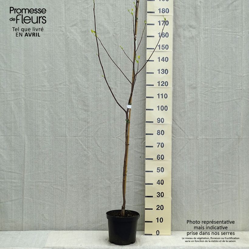 Liriodendron tulipifera Aureomarginatum - Tulip Tree 7.5L/10L pot sample as delivered in spring