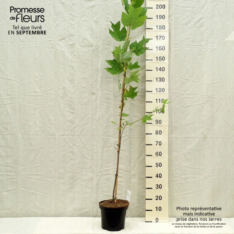 Liriodendron tulipifera - Tulip Tree 4L/5L pot sample as delivered in autumn