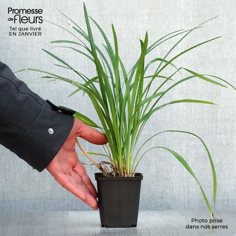 Liriope muscari Super Blue 8/9 cm pot sample as delivered in winter