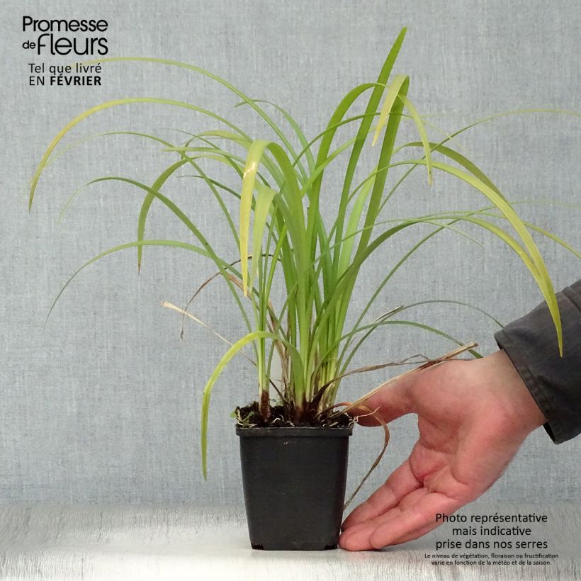 Liriope muscari Evergreen Giant 8/9 cm pot sample as delivered in winter