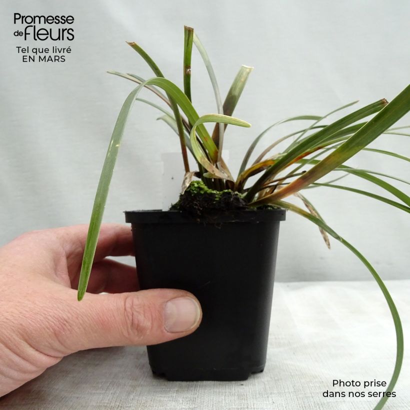 Liriope muscari Evergreen Giant 8/9 cm pot sample as delivered in spring