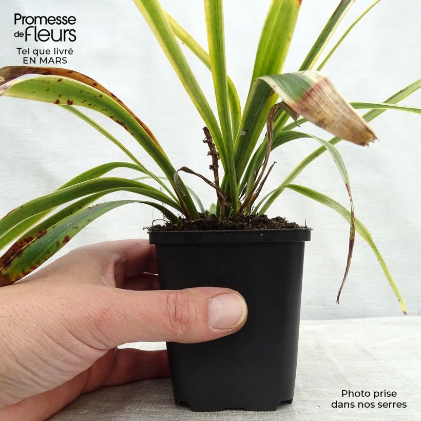 Liriope muscari Gold Banded 8/9 cm pot sample as delivered in winter