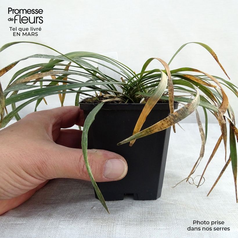 Liriope muscari Ingwersen 8/9 cm pot sample as delivered in spring