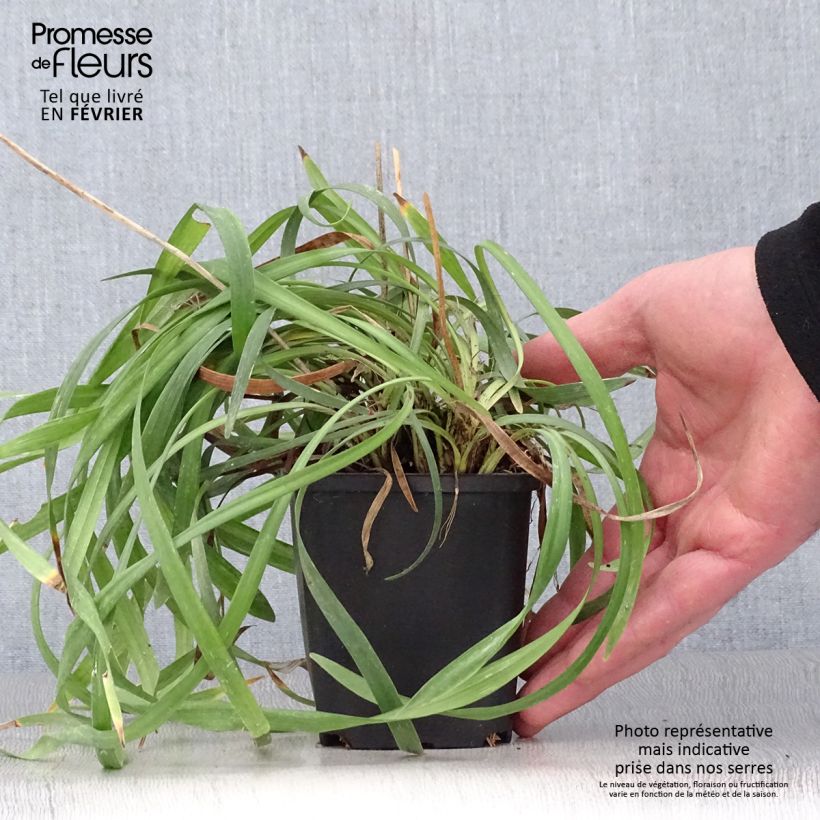 Liriope muscari Lilac Wonder 8/9 cm pot sample as delivered in winter