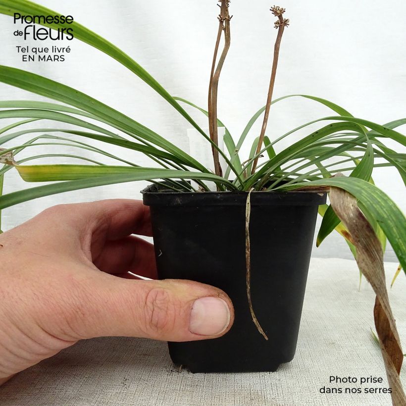 Liriope muscari Lilac Wonder 8/9 cm pot sample as delivered in spring
