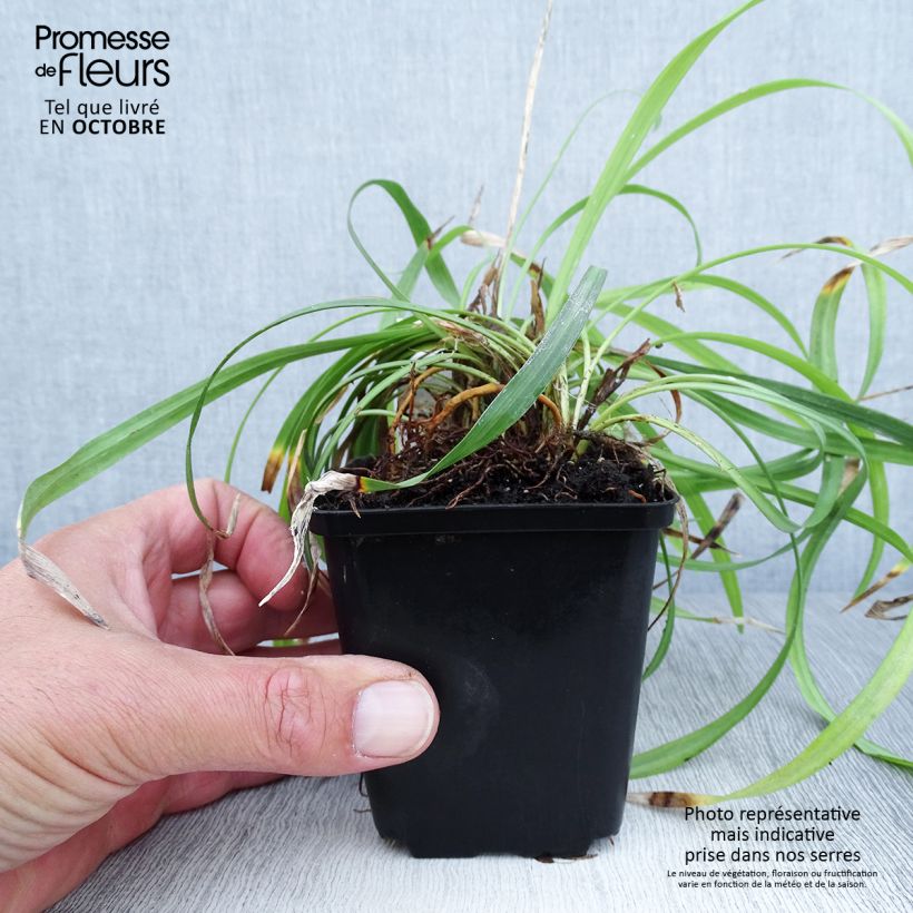 Liriope muscari Lilac Wonder 8/9 cm pot sample as delivered in autumn