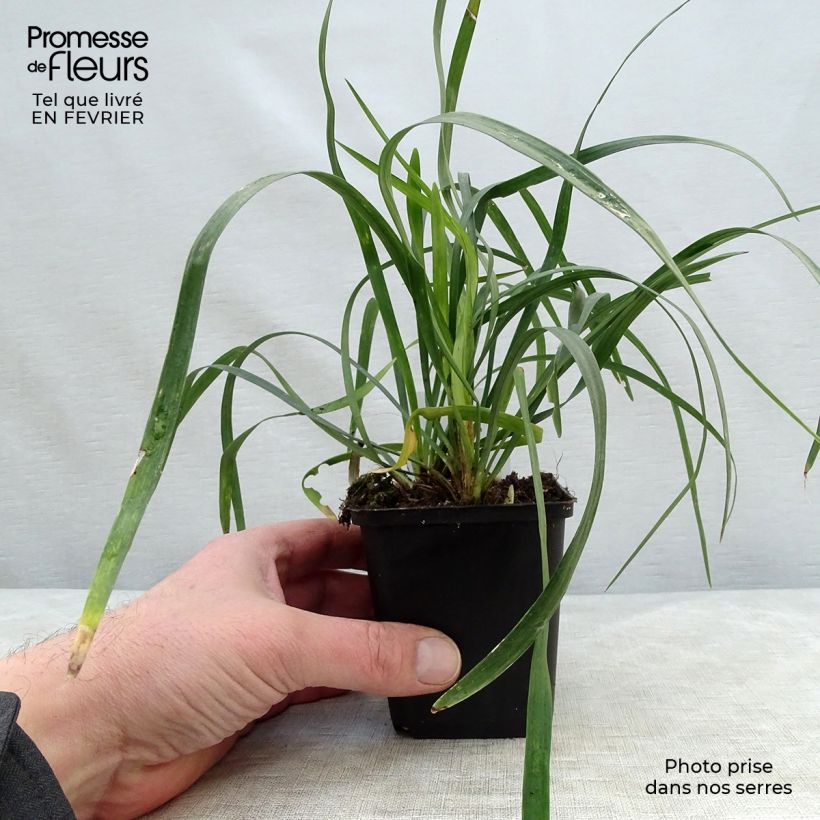 Liriope muscari Monroe White 8/9 cm pot sample as delivered in winter