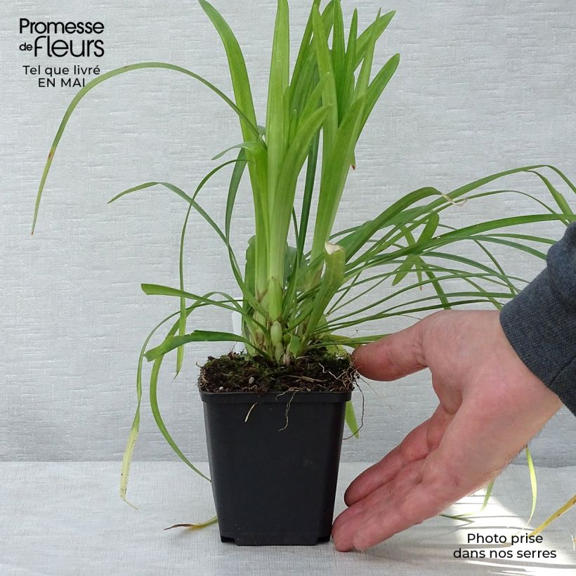 Liriope muscari Monroe White 8/9 cm pot sample as delivered in spring