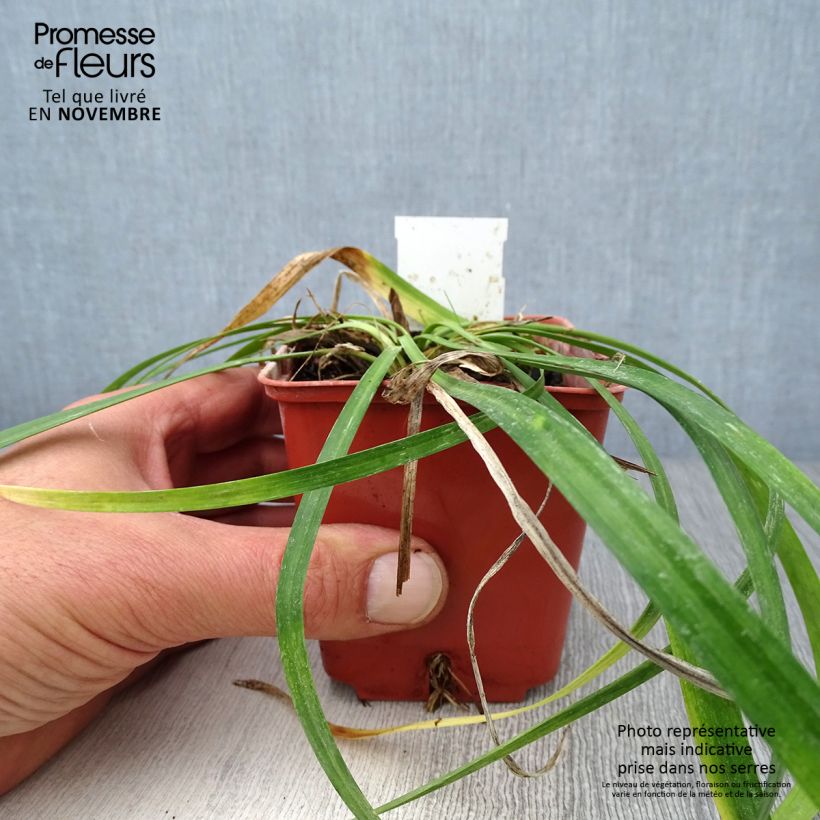 Liriope muscari Monroe White 8/9 cm pot sample as delivered in autumn