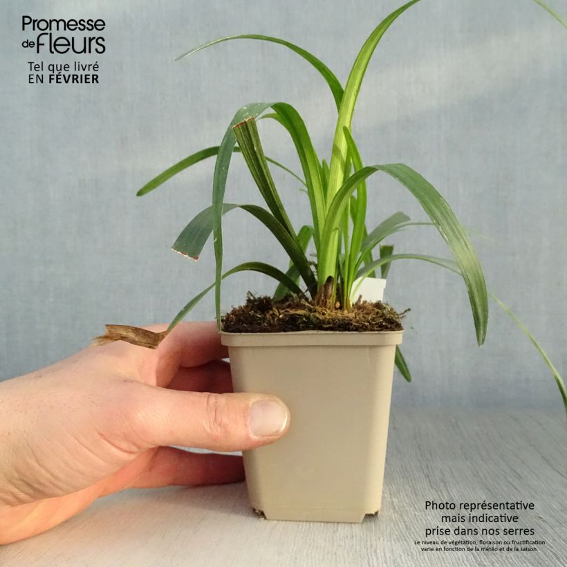 Liriope muscari Royal Purple 8/9 cm pot sample as delivered in winter