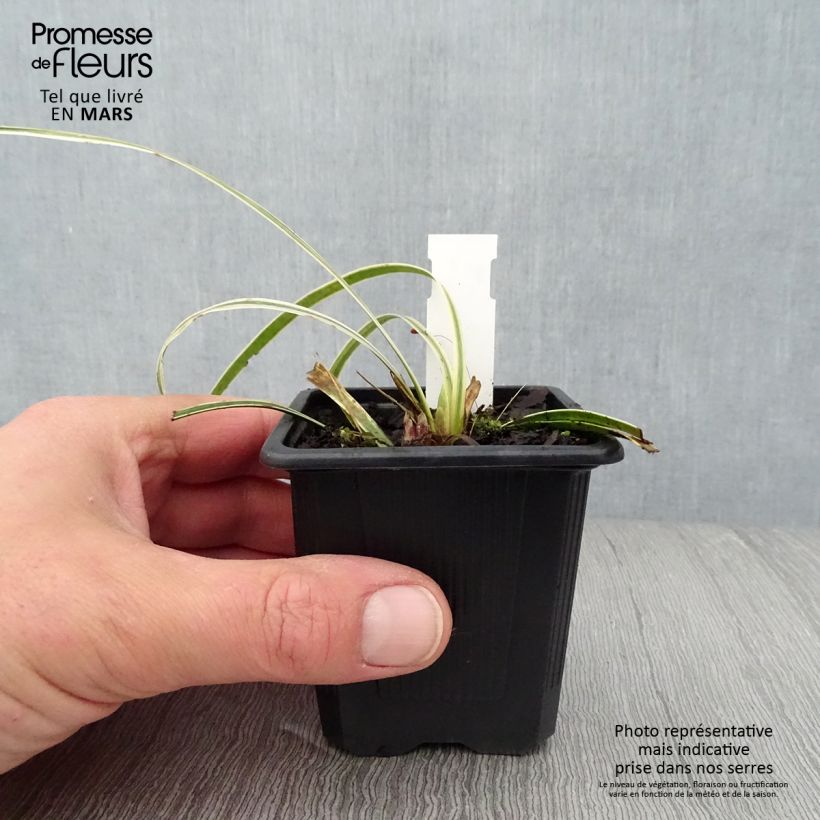 Liriope muscari Silvery Sunproof 8/9 cm pot sample as delivered in spring