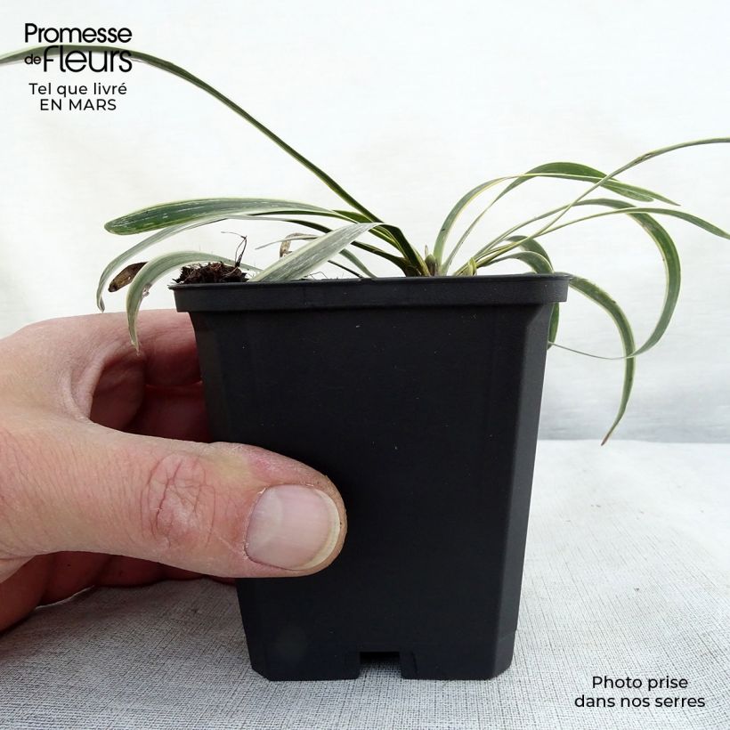 Liriope muscari Variegata 8/9 cm pot sample as delivered in spring