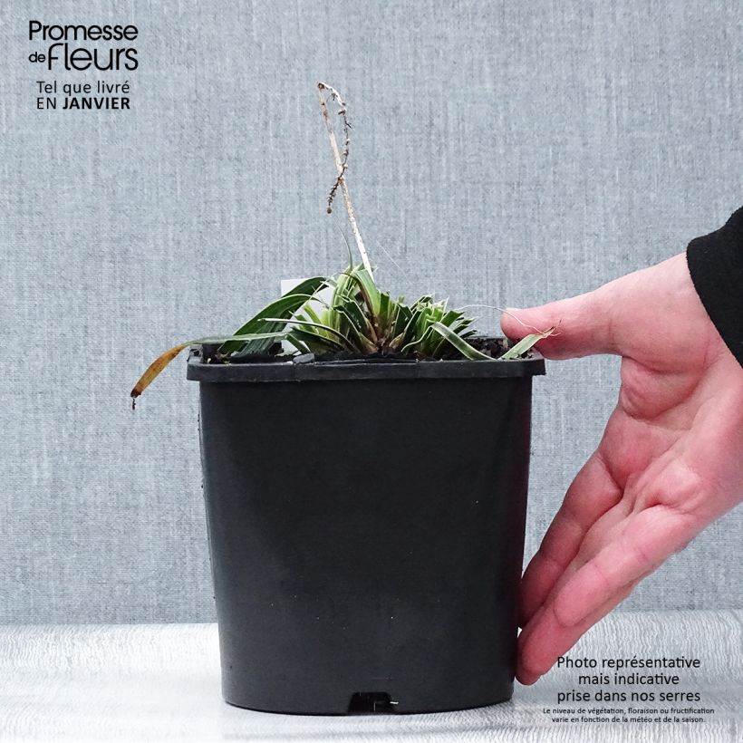 Liriope muscari Variegata 2L/3L pot sample as delivered in winter